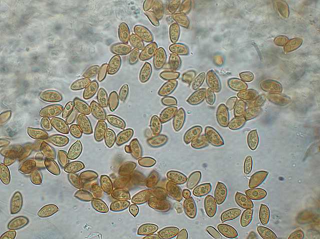 Galerina spec. Cod.: DSCN 5028